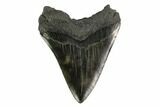 Fossil Megalodon Tooth - North Carolina #145457-2